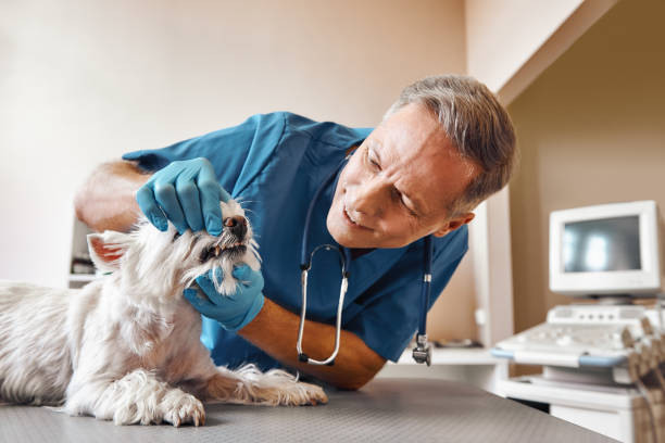 Best Walk-In Emergency Dentist in Huntland, TN